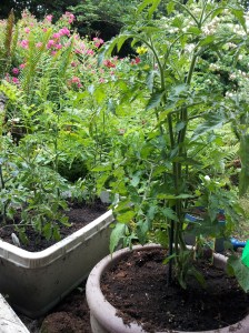 Tomatoes and flowers from my dad