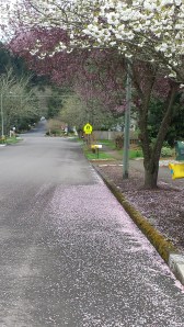 Goodbye, cruel blooms, alas.